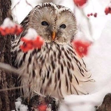 Cross stitch pattern: #1649270