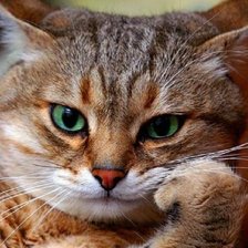 Cross stitch pattern: #1649293