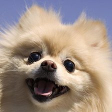 Cross stitch pattern: #1651588