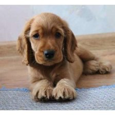 Cross stitch pattern: #1651589