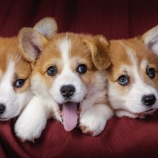 Cross stitch pattern: #1651592