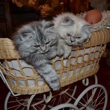 Cross stitch pattern: #1651601
