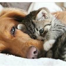 Cross stitch pattern: #1651664
