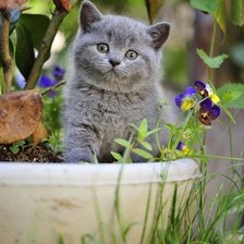 Cross stitch pattern: #1651712
