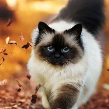 Cross stitch pattern: #1651728