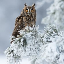 Cross stitch pattern: #1654498