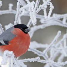 Cross stitch pattern: #1655959