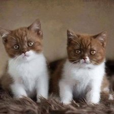 Cross stitch pattern: #1662826