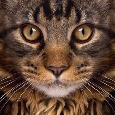 Cross stitch pattern: #1666219