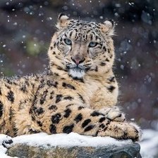 Cross stitch pattern: #1684445