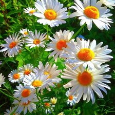 Cross stitch pattern: #1684818