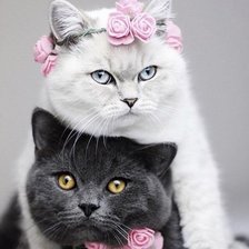 Cross stitch pattern: #1692531