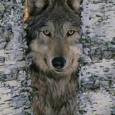 Cross stitch pattern: #1697532