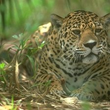 Cross stitch pattern: #1700696