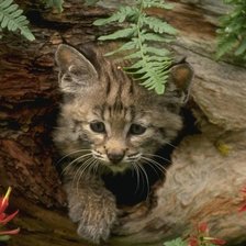 Cross stitch pattern: #1700705