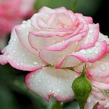Cross stitch pattern: #1702484