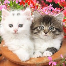 Cross stitch pattern: #1707694