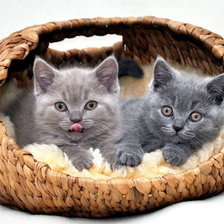 Cross stitch pattern: #1708935