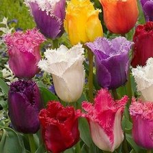 Cross stitch pattern: #1709261