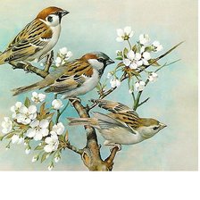 Cross stitch pattern: #1713245