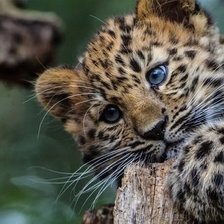 Cross stitch pattern: #1724480