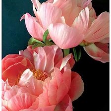 Cross stitch pattern: #1755100