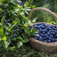 Cross stitch pattern: #1760467