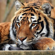 Cross stitch pattern: #1771184