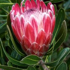 Cross stitch pattern: #1776677