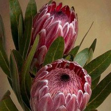 Cross stitch pattern: #1776679