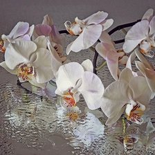 Cross stitch pattern: #1785471