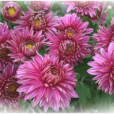 Cross stitch pattern: #1794805