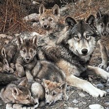 Cross stitch pattern: #1804218