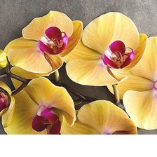 Cross stitch pattern: #1806965