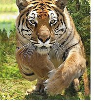 Cross stitch pattern: #1807888