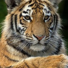 Cross stitch pattern: #1813354