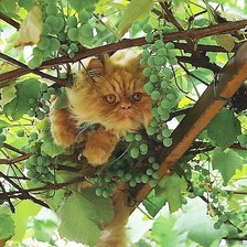 Cross stitch pattern: #1816644