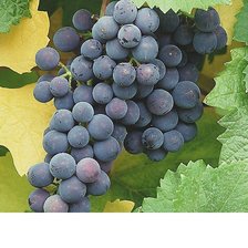 Cross stitch pattern: #1817656