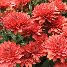 Cross stitch pattern: #1821040