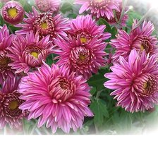 Cross stitch pattern: #1831127