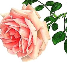 Cross stitch pattern: #1831398