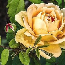 Cross stitch pattern: #1831795