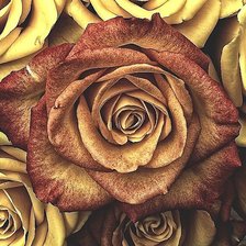 Cross stitch pattern: #1833383