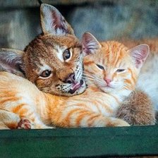 Cross stitch pattern: #1837008