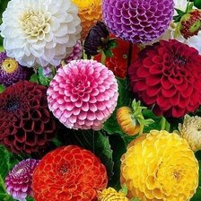 Cross stitch pattern: #1849299