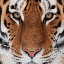 Cross stitch pattern: #1860531