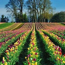 Cross stitch pattern: #1860532