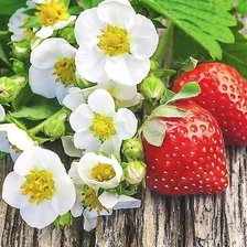 Cross stitch pattern: #1871863