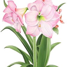 Cross stitch pattern: #1872505