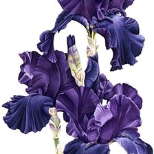 Cross stitch pattern: #1872506